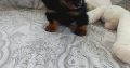 Miniature Dachshund Puppies in Swords – Playful