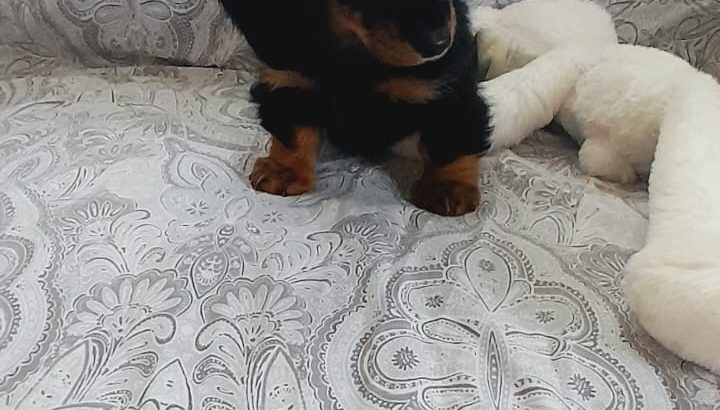 Miniature Dachshund Puppies in Swords – Playful
