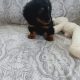Miniature Dachshund Puppies in Swords – Playful