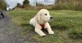 Female Golden Retriever – 7 Months Old