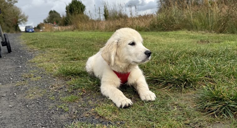 Female Golden Retriever – 7 Months Old