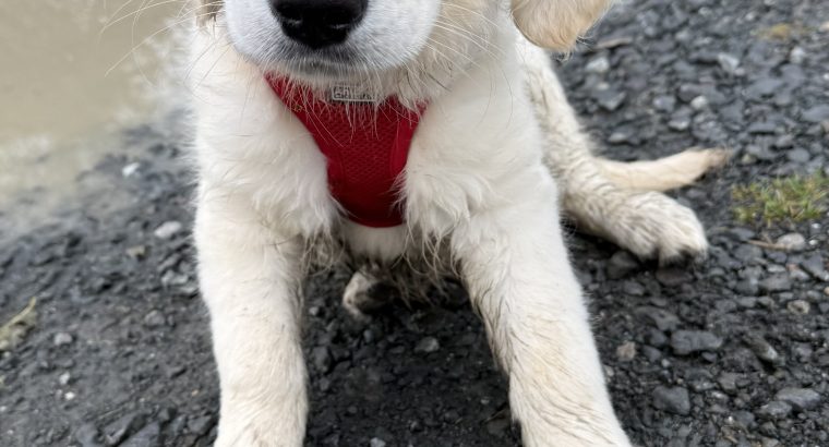 Female Golden Retriever – 7 Months Old