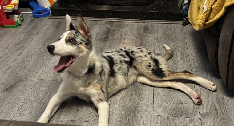 Purebred Registered Border Collie