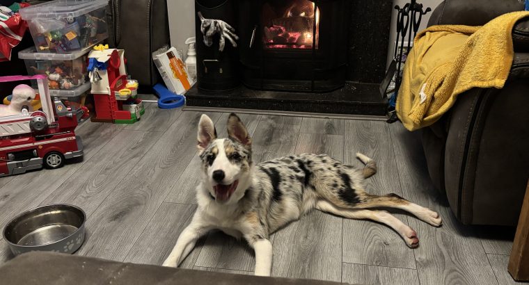 Purebred Registered Border Collie