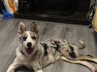 Purebred Registered Border Collie