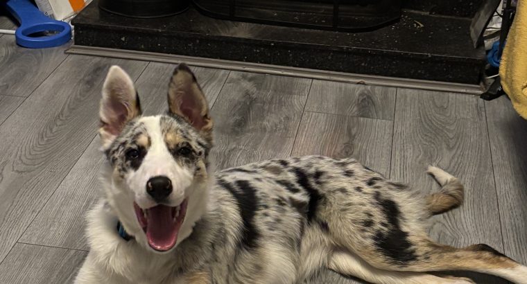 Purebred Registered Border Collie