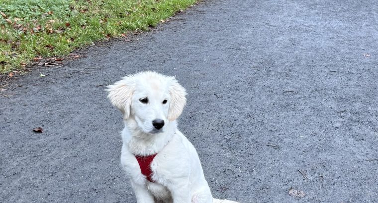 Female Golden Retriever – 7 Months Old