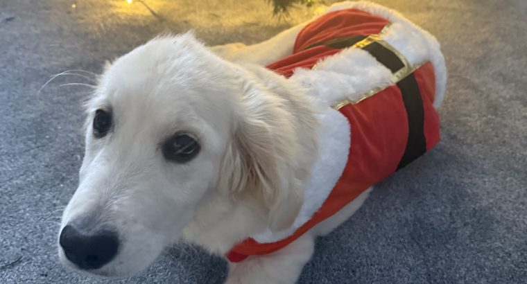 Female Golden Retriever – 7 Months Old