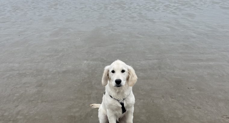 Female Golden Retriever – 7 Months Old