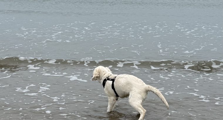 Female Golden Retriever – 7 Months Old