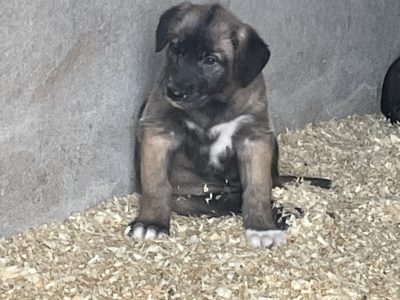 Irish Wolfhound Puppies for Sale in Killaloe