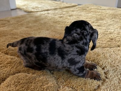 Playful Miniature Dachshund in Dublin 09