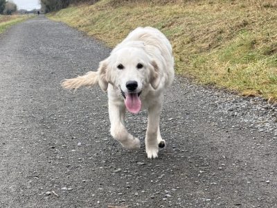 Female Golden Retriever – 7 Months Old