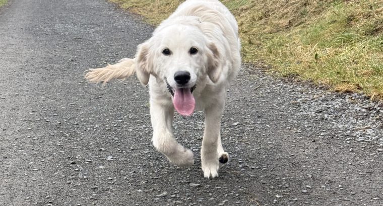 Female Golden Retriever – 7 Months Old