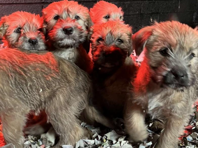 Wheaten Terriers for Sale in Skyrne – IKC Registered