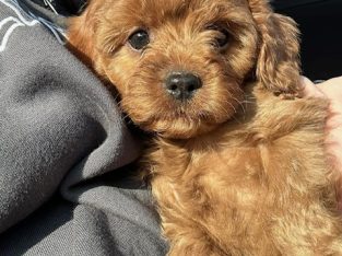 Cavapoo Puppies for Sale in Cavan – Playful