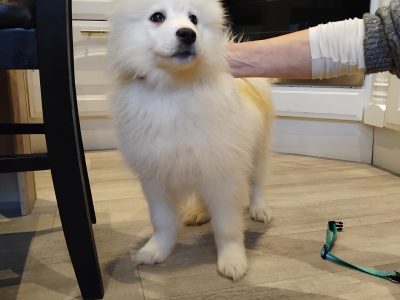 Samoyed Puppy for Sale in Clones – Playful Pup