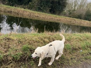 Female Golden Retriever – 7 Months Old