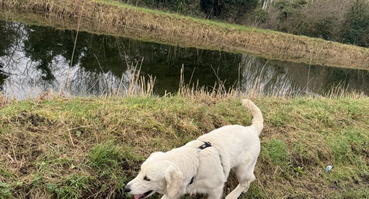 Female Golden Retriever – 7 Months Old