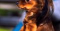 Charming Russian Toy Terrier in Dublin