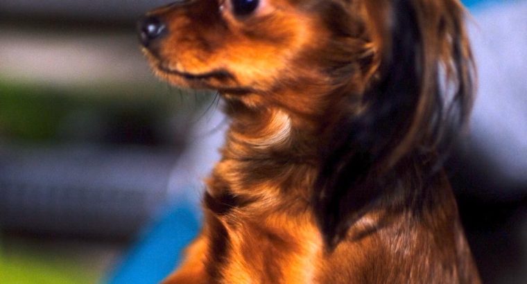 Charming Russian Toy Terrier in Dublin