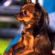 Charming Russian Toy Terrier in Dublin