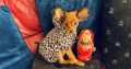 Charming Russian Toy Terrier in Dublin