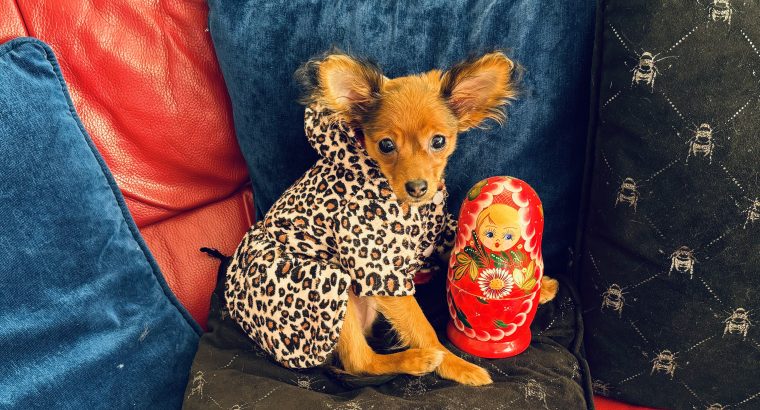 Charming Russian Toy Terrier in Dublin