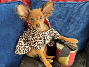 Charming Russian Toy Terrier in Dublin