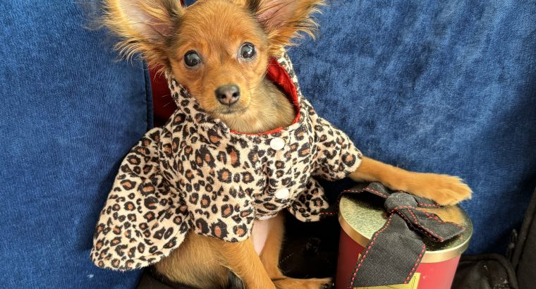 Charming Russian Toy Terrier in Dublin