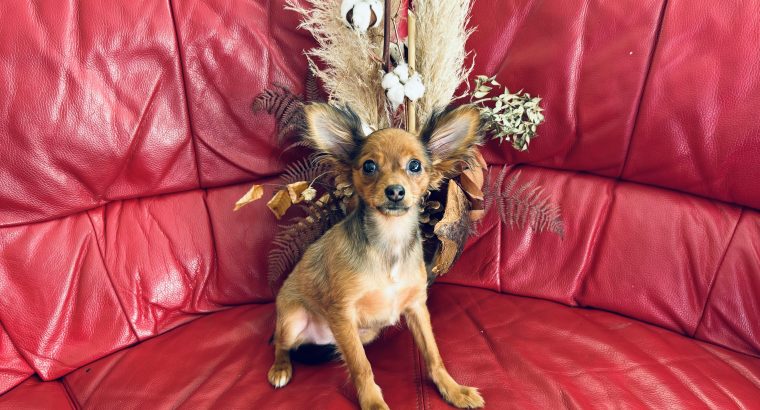 Charming Russian Toy Terrier in Dublin