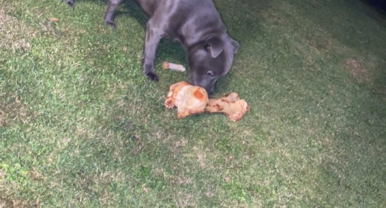 Staffordshire bull terrier