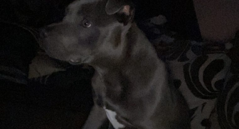 Staffordshire bull terrier