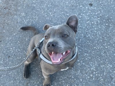 Staffordshire bull terrier