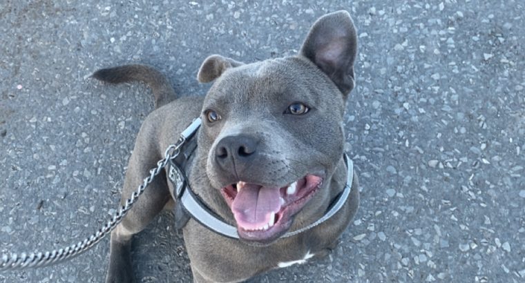 Staffordshire bull terrier