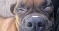Boxer in Mallow – IKC Registered
