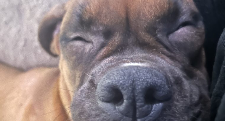 Boxer in Mallow – IKC Registered