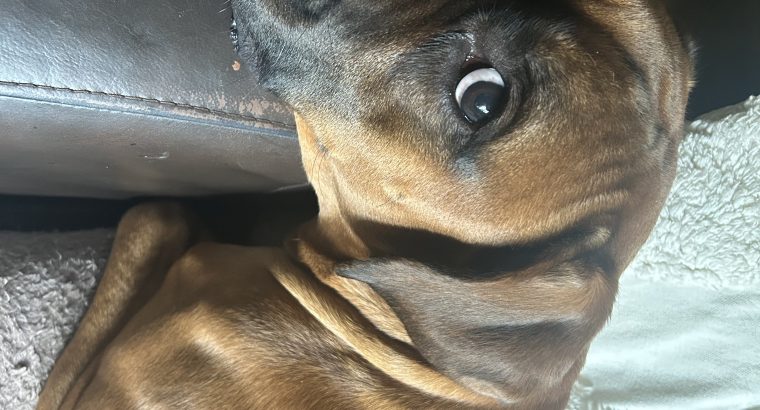 Boxer in Mallow – IKC Registered