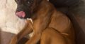 Boxer in Mallow – IKC Registered