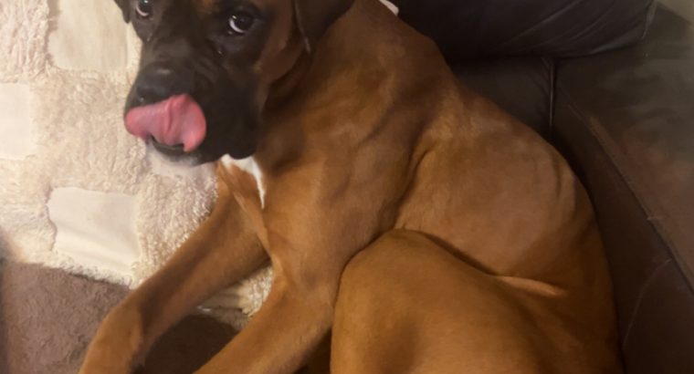 Boxer in Mallow – IKC Registered