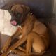 Boxer in Mallow – IKC Registered