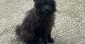Playful Black Pomeranian in Dundalk – IKC Registered