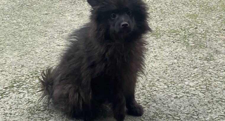 Playful Black Pomeranian in Dundalk – IKC Registered