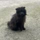 Playful Black Pomeranian in Dundalk – IKC Registered