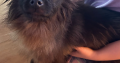 Playful Black Pomeranian in Dundalk – IKC Registered