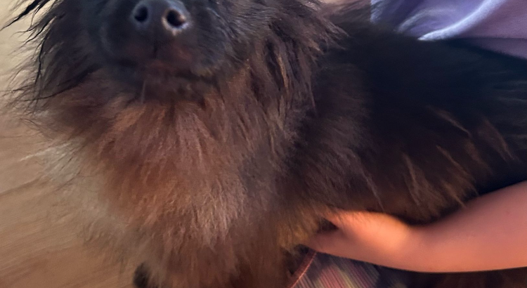 Playful Black Pomeranian in Dundalk – IKC Registered