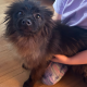 Playful Black Pomeranian in Dundalk – IKC Registered