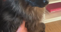Playful Black Pomeranian in Dundalk – IKC Registered