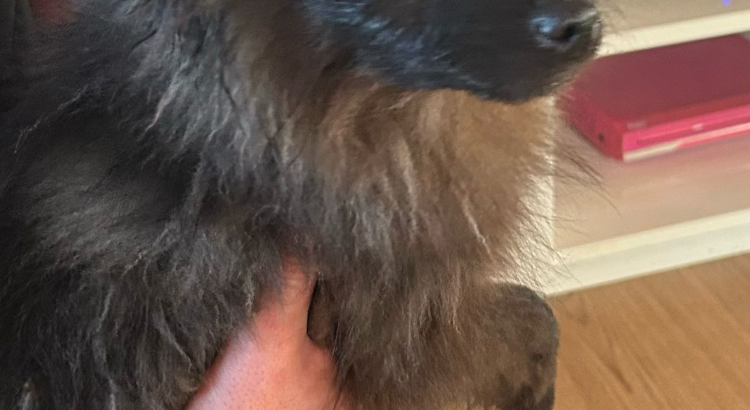 Playful Black Pomeranian in Dundalk – IKC Registered