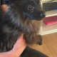Playful Black Pomeranian in Dundalk – IKC Registered
